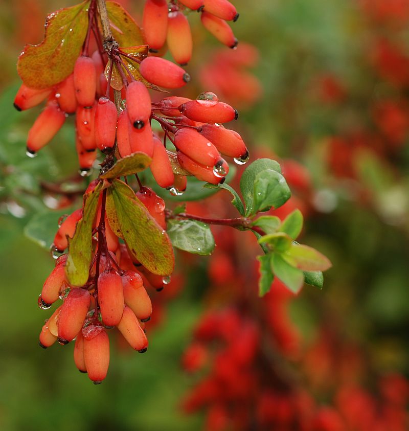Berberis Vulgaris